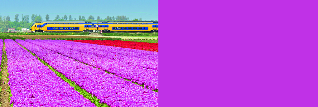 Image of train passing through dutch countryside. Foreground fields of pink tulips, plants.